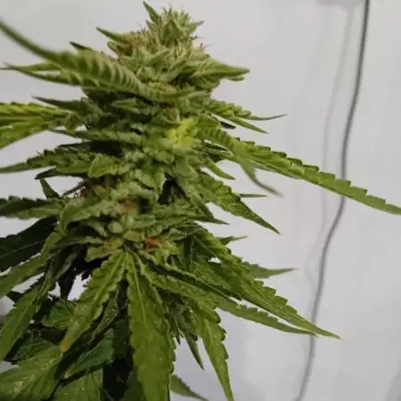 My OutDoor Ladies