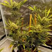 Pablo Escobar Auto Divine Seeds