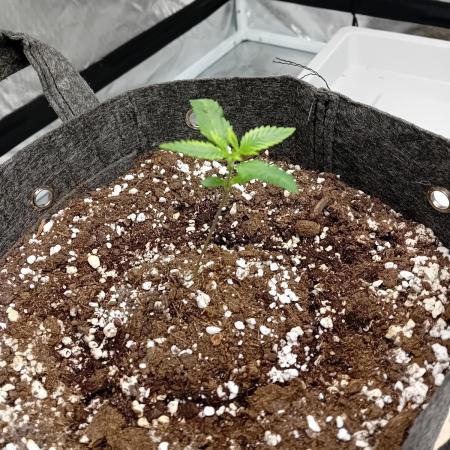 Dank Berry Anesia Seeda