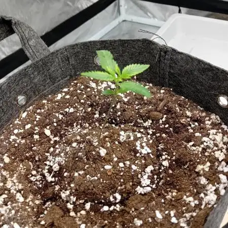 Dank Berry Anesia Seeda