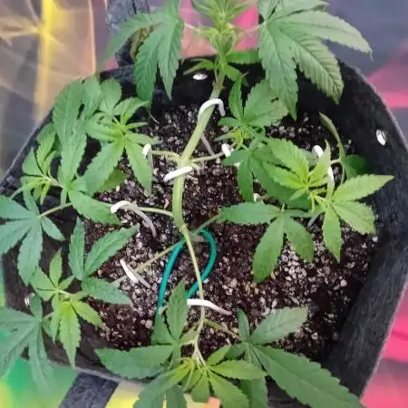 Divine Seeds Auto Fractal