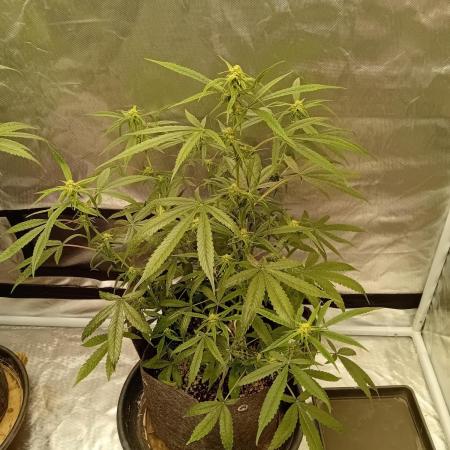Divine Seeds Auto Fractal