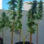 My OutDoor Ladies