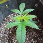 Divine Seeds Auto Fractal