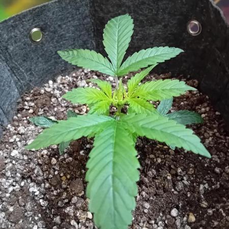 Divine Seeds Auto Fractal
