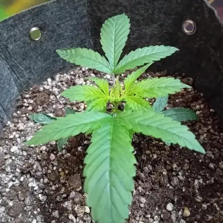 Divine Seeds Auto Fractal