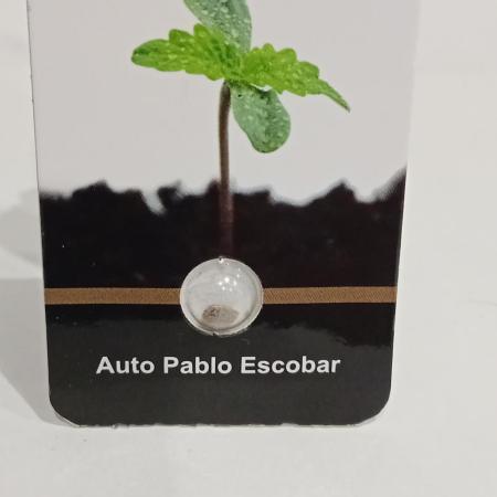 Pablo Escobar Auto Divine Seeds