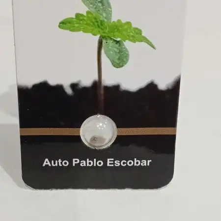 Pablo Escobar Auto Divine Seeds