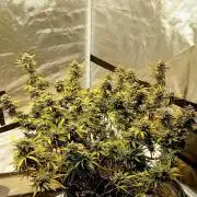 Dank Berry Anesia Seeda