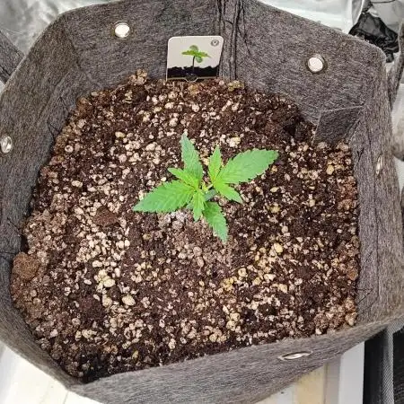 Pablo Escobar Auto Divine Seeds