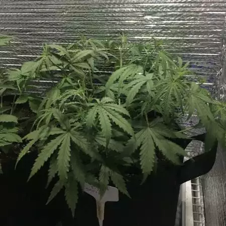 DIY Stealth Grow