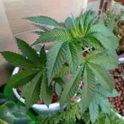 ChocotangieXCelestialGas