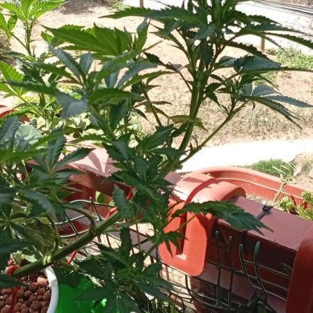 ChocotangieXCelestialGas