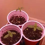 Denom Machete x Cherry Pie Reg.