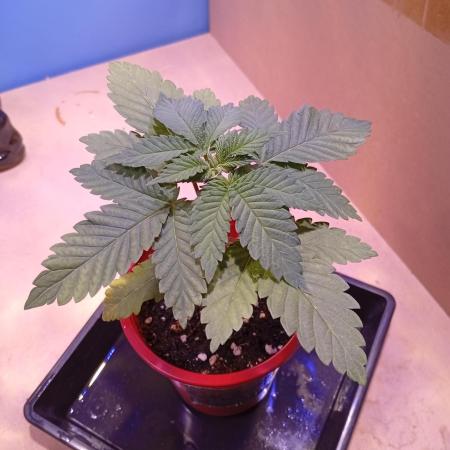 ChocotangieXCelestialGas