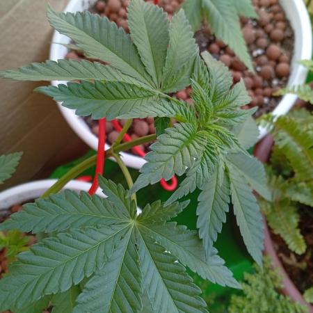 ChocotangieXCelestialGas