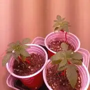 Denom Machete x Cherry Pie Reg.