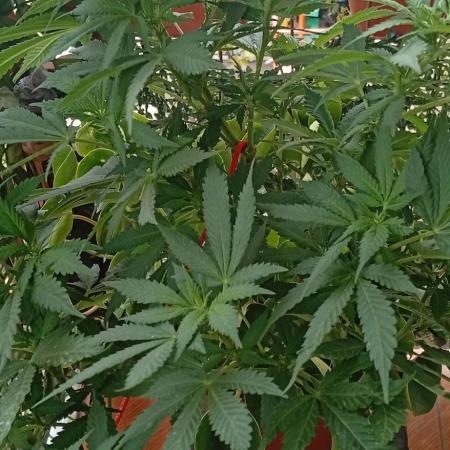 ChocotangieXCelestialGas