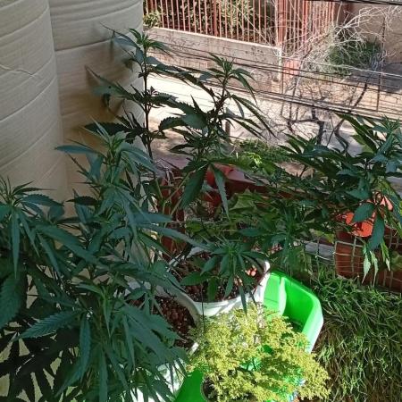 ChocotangieXCelestialGas