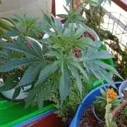 ChocotangieXCelestialGas