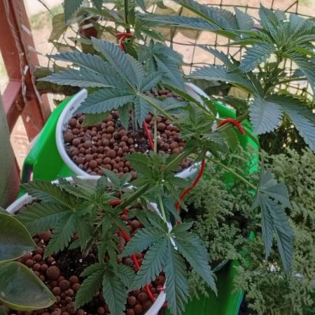 ChocotangieXCelestialGas