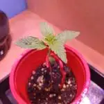 GMOxPakistanxMimosa