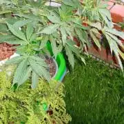 ChocotangieXCelestialGas