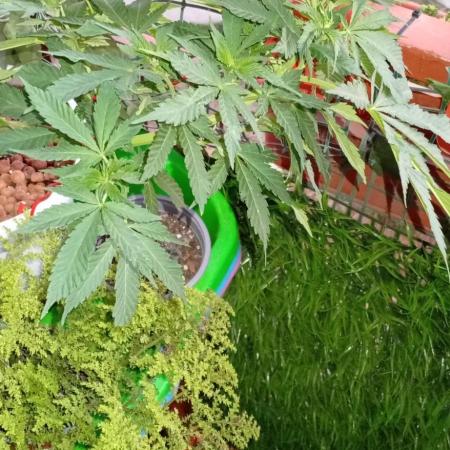 ChocotangieXCelestialGas