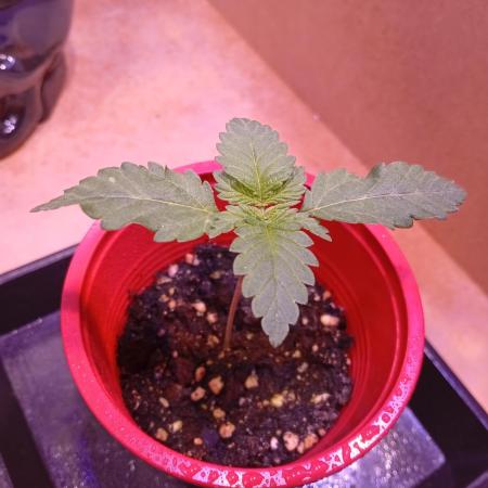 ChocotangieXCelestialGas