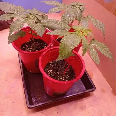 ChocotangieXCelestialGas