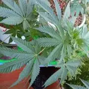 ChocotangieXCelestialGas