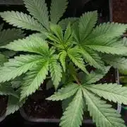 Regular Área51xCitrus Cake