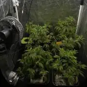 Clones Tropicanna Cookies, Black Bamba y Monkey Berries