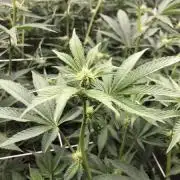 Apples & bananas (breeders cut)