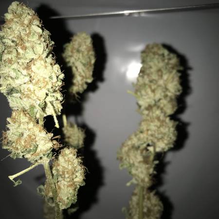 PURPLE KUSH AEROPONIC