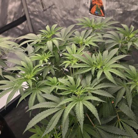 Dead By Dawn Genetics