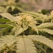 Dead By Dawn Genetics