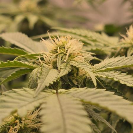 Dead By Dawn Genetics