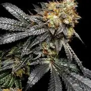 Dead By Dawn Genetics