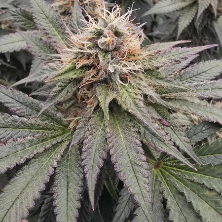 Dead By Dawn Genetics