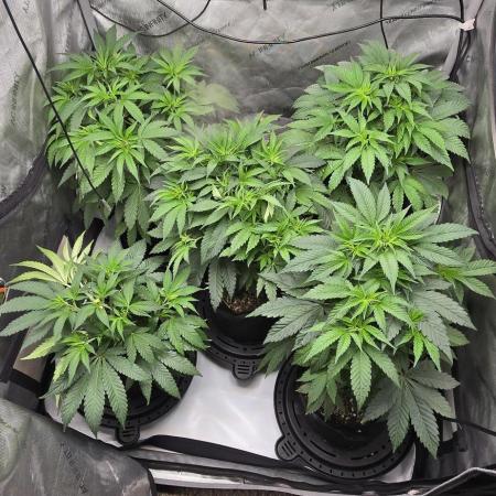 Dead By Dawn Genetics