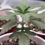 Dead By Dawn Genetics