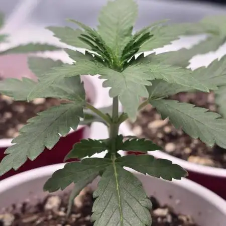 Dead By Dawn Genetics