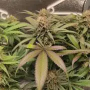 Sherbet Queen x Special Queen