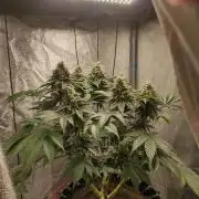 Mimosa x Orange Punch