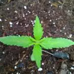 Ace killer og(DNA)