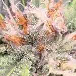 Grower By KK