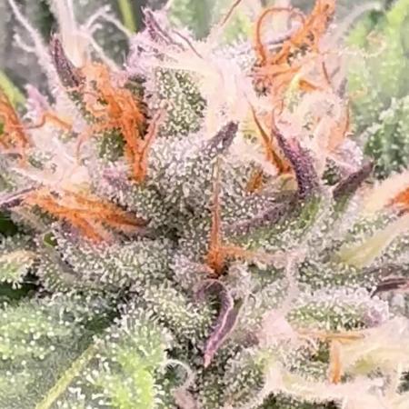 Grower By KK