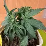 Runtz from Zamnesia (testing)
