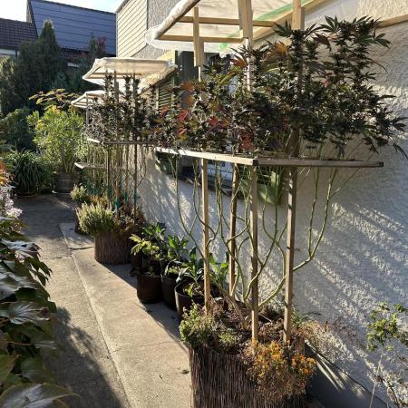 Humble Garden 25